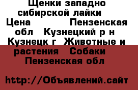 Щенки западно-сибирской лайки.  › Цена ­ 5 000 - Пензенская обл., Кузнецкий р-н, Кузнецк г. Животные и растения » Собаки   . Пензенская обл.